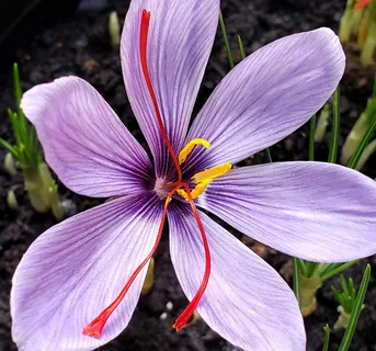 زعفران وحشی مازندران ممتاز با رشته‌ های درشت و رنگ روشن